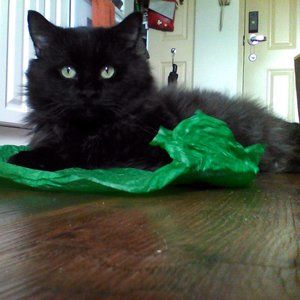 Meet your Posher, Michella